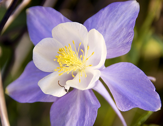 purple columbine